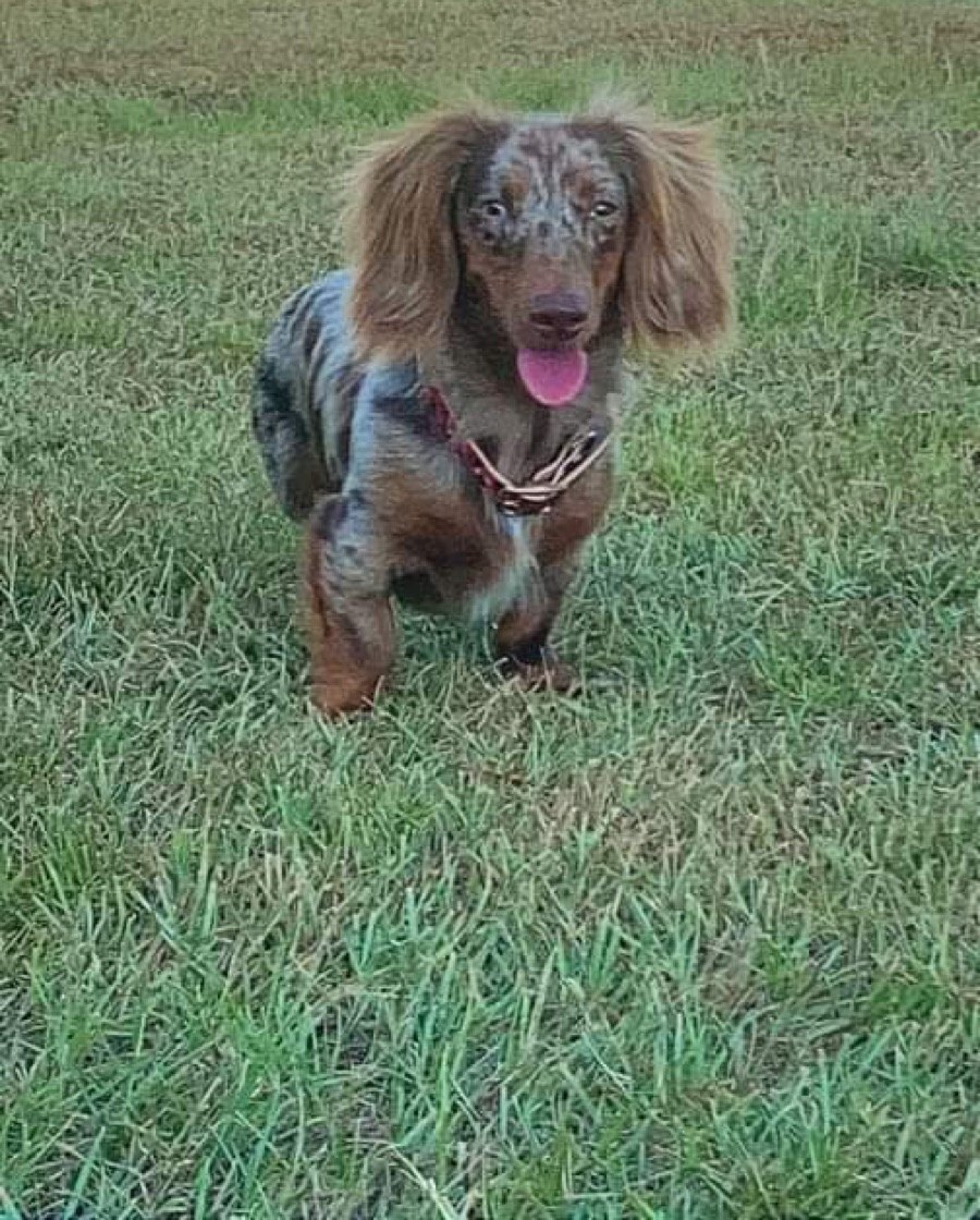 The phone photo it began as — a dapple dachshund trotting through the grass