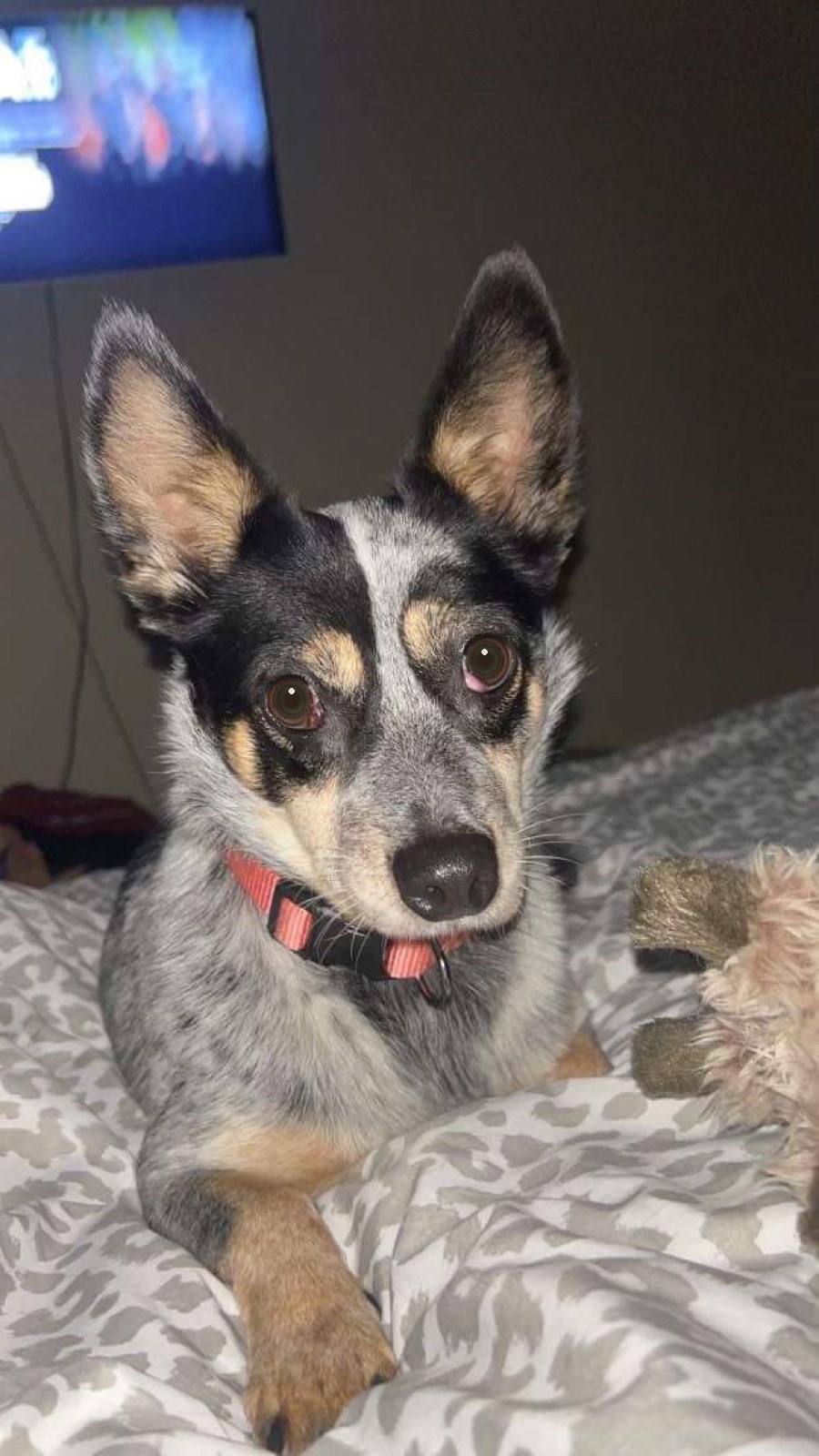 The phone photo it began as — a cattle dog curled up at home